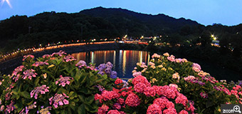 愛写道／静岡県磐田市　「水辺の宝石」　愛知県「形原温泉・あじさいの里」にて撮影。　ライトアップされた紫陽花と、水辺に映る街の明かりが、大変美しかったです。