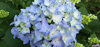 ハンモック／愛知県名古屋市　「ブルー紫陽花」　さわやかな色に心が洗われました