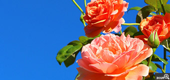 ERIN／愛知県名古屋市　「バラの協奏曲」　堅いつぼみ、膨らんだつぼみ、咲きかけのバラ、開花したバラ。同じ枝から仲良く青空に向かって伸びていく様子が印象的でした。