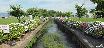 MIDORI／滋賀県愛知郡愛荘町　「今年の紫陽花」　毎年見に行ってます。今年は人が多くなりました。夜になると蛍が出るような気がします。