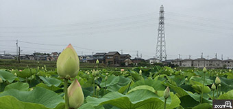 がちゃぺん／愛知県岡崎市　「鉄塔とハス」　鉄塔とハスが、ピンと、伸びている様が素敵だな。