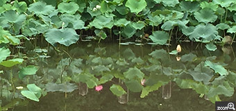 さくらこ／愛知県清須市　「映し絵」　岡崎市の伊賀八幡宮の蓮の花です。少し目線がこちらに。