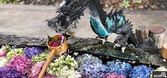 三兄弟のママ／岐阜県本巣市　「紫陽花手水」　紫陽花は水の中も素敵。　お手水の龍と紫陽花。どちらも写るように撮りました。