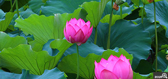ritz／愛知県名古屋市　「蓮の池」　蓮は朝に開花するので、早起きして池を見に行くと、見事に蓮の池になっていました。