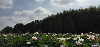 さくらこ／愛知県清須市　「一面の蓮の花」　青空と豊かな木々と蓮の花。きれいです。　あいち健康の森公園です。青空と豊かな木々と蓮の花のバランスがポイント。