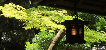 さくらこ／愛知県清須市　「秋を待つ風情」　移りゆく季節をまち、今を彩る鮮やかな、もみじ。　風情がポイントです。