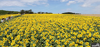 ritz　／愛知県名古屋市　「わーっすごい！」　南知多の花ひろばにて。　こんなに広い見渡す限りの向日葵畑は見た事がありません。タイトルは第一声から。