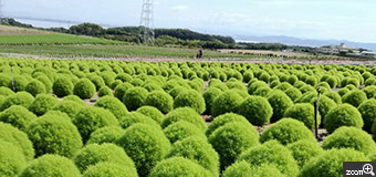 ritz／愛知県名古屋市　「陸のマリモ」　南知多花ひろばにて。　まん丸のコキアが可愛くて陸のマリモのようでした。