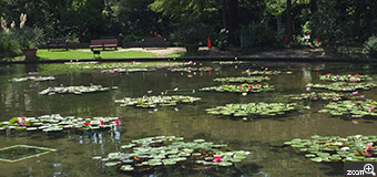 さくらこ／愛知県清須市　「ここはどこ？」　モネの絵の中に入り込んだ様。　名古屋市美術館タイアップ企画のフラリエの睡蓮の池です。画家になった気分で。