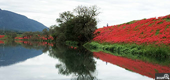 さくらこ／愛知県清須市　「彼岸花」　無言になります。　津屋川流域の彼岸花です。無言になります。川に映り込む真っ赤な色と空気感。