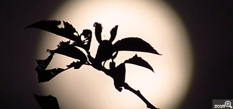 花菜／岐阜県揖斐郡揖斐川町　「秋の月」　虫喰いの葉がとても秋らしかった。　月の上がった高さに柿の木が重なり、枝葉とのコラボが撮れました。