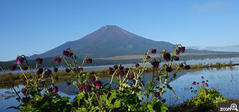 budmama／三重県桑名市　「富士山は見るもの」　台風の来る前ラッキーな晴れ間。　雪のない富士山、フジアザミとともに、山中湖にて、富士とフジをかけて撮りました。