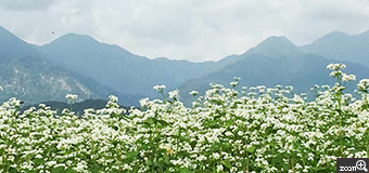 さくらこ／愛知県清須市　「そば畑」　空気がおいしそう。　いなべ市のそば畑。白い小さな花と雄大な山々、空気がおいしそうに。