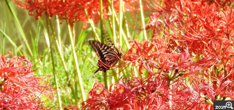 sen／神奈川県川崎市　「秋の戯れ」　とぼとぼと庭園を歩いていたら蝶が目の前をひらひらと漂っていたので追いかけてしまいました。