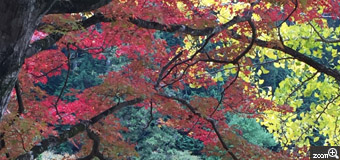 さくらこ／愛知県清須市　「錦織」　織りなす紅葉　大井平公園の紅葉です。錦織の模様を織りなす様な色とりどりの美しさ。