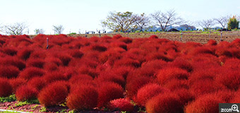ritz／愛知県名古屋市　「紅のコキア」　南知多の花ひろばにて。　コキアのもこもことした立体感を出すのが難しかったです。
