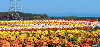 ritz／愛知県名古屋市　「ベルギーマム畑」　南知多の花ひろばにて。　ベルギーマムという菊が満開で、まるで北海道のような美しい風景でした。