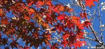 さくらこ／愛知県清須市　「晴れ着」　小原の四季桜です。　青空に友禅の晴れ着を着付けている様な、もみじと四季桜。