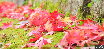 さとう／岩手県盛岡市　「秋の落し物」　紅葉の名所の落ち葉。落ち葉もきれいでした。