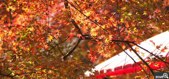 ないちゃん／三重県三重郡菰野町　「THE 秋」　紅葉だけでなく、風情も日本ならでは。日本に生まれて良かったと感じる日でした。　紅葉も傘も主役になるように撮影しました。自然の光が被写体を映えさせてくれました。