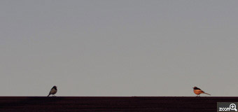 花菜／岐阜県揖斐郡揖斐川町　「花鳥風月」　西の空、白い月残る朝、屋根の上のセキレイと一緒に。　セキレイを驚かさないよう静かに撮りました。