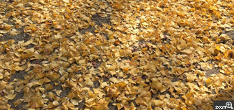 とーかい／愛知県名古屋市　「イチョウの絨毯」　銀杏並木もキレイですが
落葉もキレイです。　キレイだな～～と思いながら撮りました。
