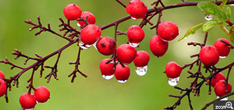 花菜／岐阜県揖斐郡揖斐川町　「12月の雨」　南天の赤い実がクリスマスっぽいでしょ。　見たままが撮れたらと。