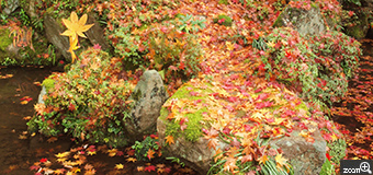 MIDORI／滋賀県愛知郡愛荘町　「赤、黄、緑」　今年はきれいになるのが遅かった気がします。その分落ち葉がきれいでした。