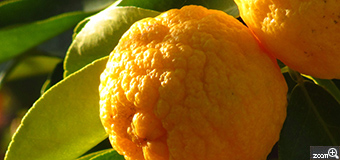 花菜／岐阜県揖斐郡揖斐川町　「風邪の季節」　庭の柚子、お日様たっぷり浴びてビタミンいっぱい。　暖かな日差しと柚子の瑞々しさが撮れたらと。