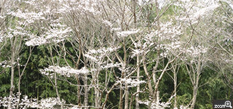 れいしん／愛知県春日井市　「山桜」　あまりにも美しいさくらの群生。　自然の状態で撮ることにこだわりました。