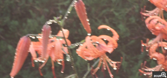 MIDORI／滋賀県愛知郡愛荘町　「雨の鬼百合」　家の庭にいつの間にかたくさんの鬼百合がきれいに咲いていました。始めは2本ほどでした。どこから来たのかわからない。