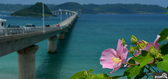 ミドリーヌ／愛知県名古屋市　「芙蓉の花と角島大橋」　とても気持ちの良い景色でした。