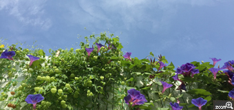 さくらこ／愛知県清須市　「見上げれば」　真っ盛りの夏、見上げれば。　ノリタケの森です。手をいっぱい伸ばして、青空と共に咲く花の喜びを感じる様に。