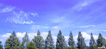ヨッコ／滋賀県大津市　「暑さ厳しい９月の青い空」　天高く馬肥ゆる秋は何処へ。　陽射しの厳しさと、青さが増して見えた夏逆戻りの空を撮影。