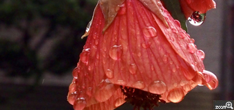 AKO／三重県四日市市　「雨が上がって」　雨上がりの散歩。　真っ赤な芙蓉の花と雨の雫が気になりました。