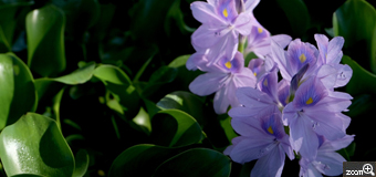 AKO／三重県四日市市　「夏の終わりに」　本薬師寺跡のホテイアオイです。　花の紫色と葉っぱの緑色のコントラストがポイントです。