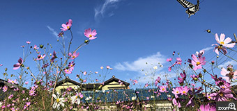 岳人／愛知県豊橋市　「天晴れ」　秋晴れの空とコスモスの花が綺麗でした。　コスモスに止まっていたちょうが飛び立つ瞬間を狙ってみました。ここまでうまくいくとは思いませんでした。
