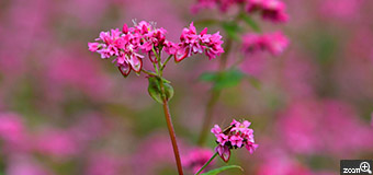 ミドリーヌ／愛知県名古屋市　「赤そばの花」　一面ピンクで絶景でした