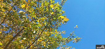 さより／愛知県名古屋市　「秋の空」　ほんのり色づいた葉っぱと、真っ青な空です。