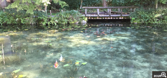 さくらこ／愛知県清須市　「優しさ」　板取の「名もなき池」です。　観光目的で作られた池では無く、地元のみなさんの優しさが、積み重なった池、だから、心打つ美しさがあるのでしょうね。今は、観光地です。
