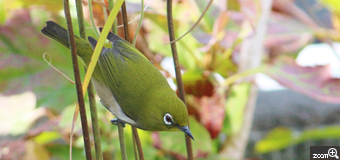 shoko／愛知県知多市　「お庭の来客」　ここ最近、朝になるとお庭にご挨拶にきてくれる鳥さん。かわいくさえずってます。