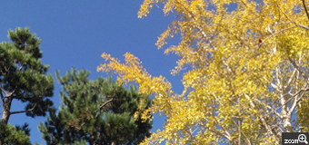 さくらもち／愛知県刈谷市　「秋らしい風景」　快晴に黄色く色づいた銀杏が見事でした。　早朝から雲ひとつない素晴らしい日に、お寺の境内の銀杏の大木。青･緑･黄色のバランスを考えました。