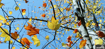 ライール／宮城県亘理郡亘理町　「ユリノキの紅葉」　ユリノキの雄大さと左右対称の葉の紅葉がポイントです。
