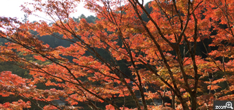 さくらこ／愛知県清須市　「秋を楽しむ」　大井平公園の紅葉の色彩を楽しむ。　赤を切り取るのがポイントです。