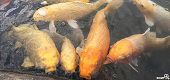 もへじ／島根県松江市　「おなかすいてるの？」　岡山県後楽園の鯉達の食べっぷり、ハンパない。　鯉がたくさん集まってきた瞬間を連写で撮影。