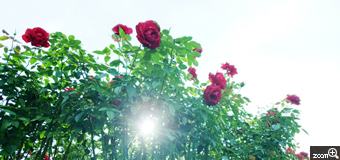 はっぴ526／神奈川県川崎市　「秋に咲く薔薇」　赤い薔薇がとってもきれいでした。