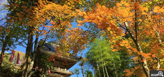さくらこ／愛知県清須市　「降り注ぐ秋色」　川見薬師寺の紅葉です。　降り注ぐ色彩を感じ、風を感じ、太陽が降り注ぐ光を感じ、楽しむ。