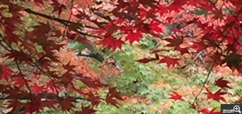 うさぎ／愛知県江南市　「もみじ」　色とりどりの紅葉が、まるで水彩画を見ているようで綺麗でした。