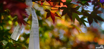 AKO／三重県四日市市　「秋の新薬師寺にて」　新薬師寺に行ってきました。