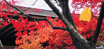 琴音／大阪府大阪市　「紅葉に包まれた七福神」　関西、阪急線蛍池駅にある七福神の一か所を巡りました。　真っ赤な紅葉の中に黄色い葉っぱがあったのがなんとも言えなかったので引き立つようにしました。